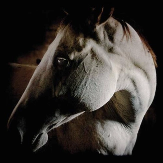 BROTHER DEGE How To Kill A Horse CD DIGIPAK