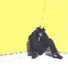 RASCAL, DIZZEE Boy In Da Corner CD