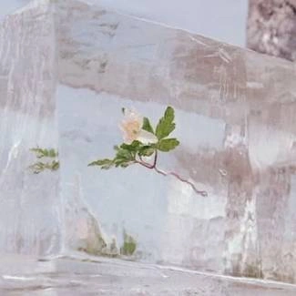 EFTERKLANG Windflowers CD