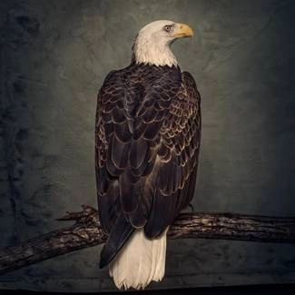 CLUTCH Book Of Bad Decisions Limited Deluxe Edition CD DIGIBOOK